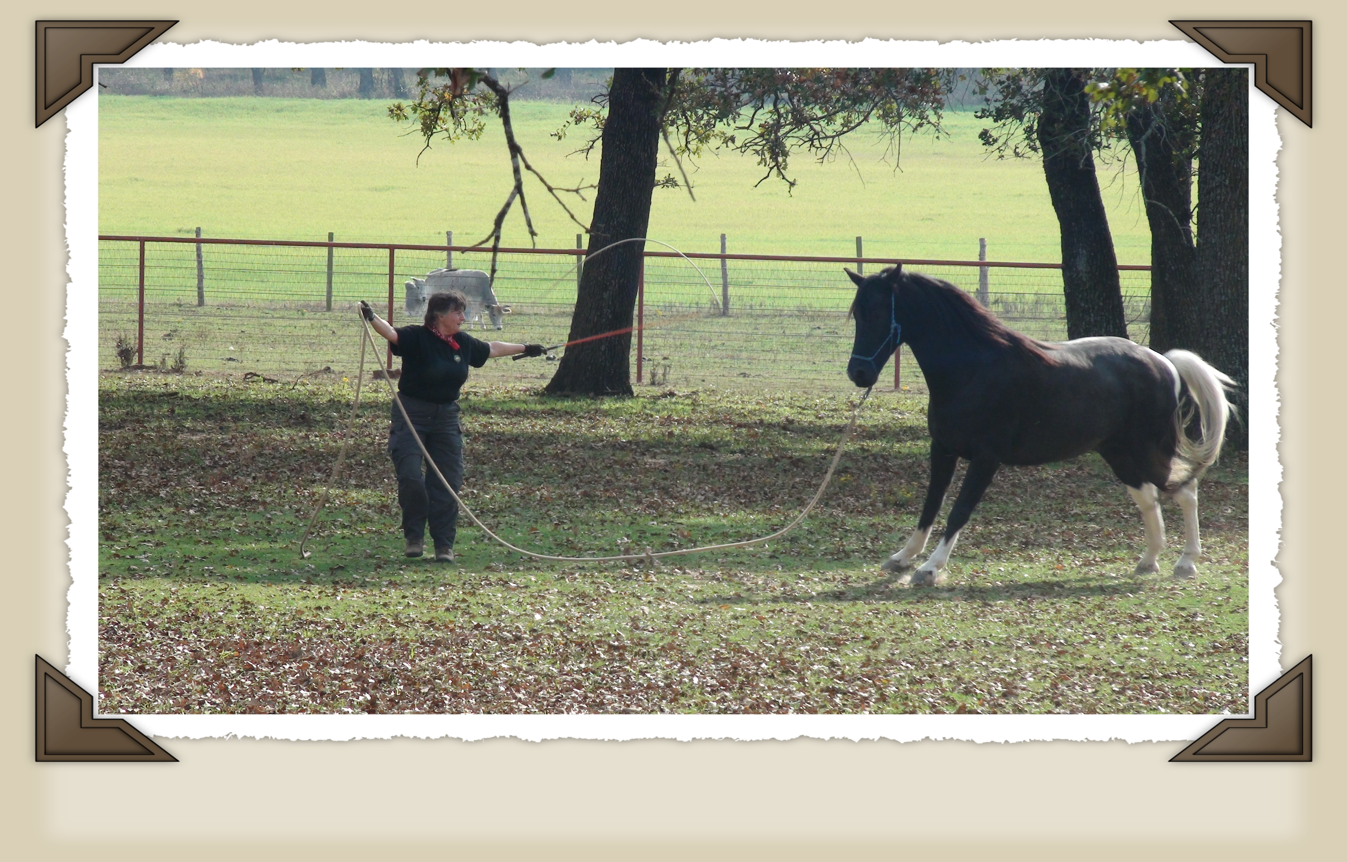 natural horsemanship confidence online